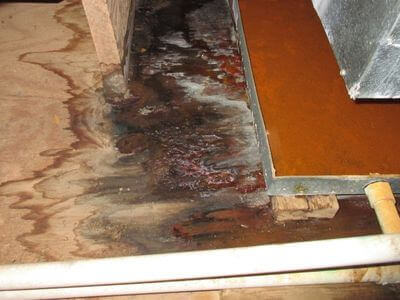 About Basement Mold Remediation West Bountiful - basement mold remediation experts in West Bountiful